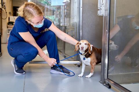 Valley West Beagle Kennel