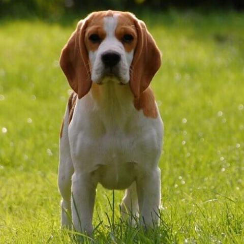 veterinarians veterinarians