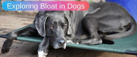 Exploring Bloat in Dogs