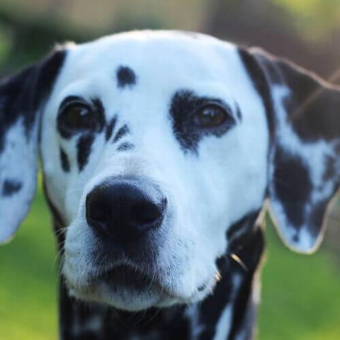 are dalmatians smart dogs
