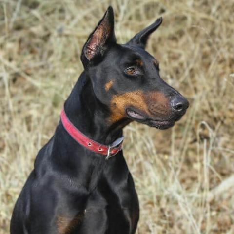 are dobermans good therapy dogs