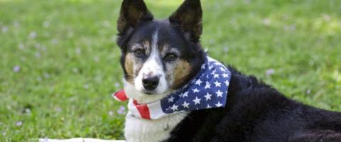 Labor Day Approaches! Here's What to Look for in Dog Sitters and Dog Boarding Facilities