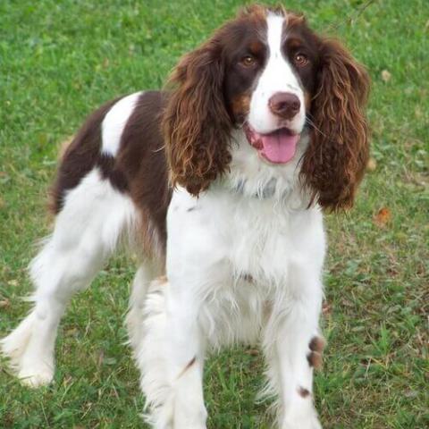 English Springer Spaniel