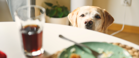 Human Foods that are Toxic to Dogs