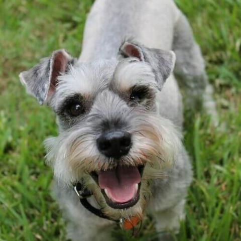 Miniature Schnauzer  Valley West Veterinary Hospital