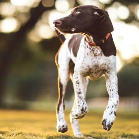 small pointer breeds