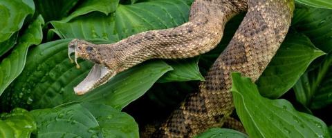 How To Survive a Snakebite: Pet Edition