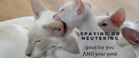 Spaying or Neutering Your Pet Benefits Them AND You!