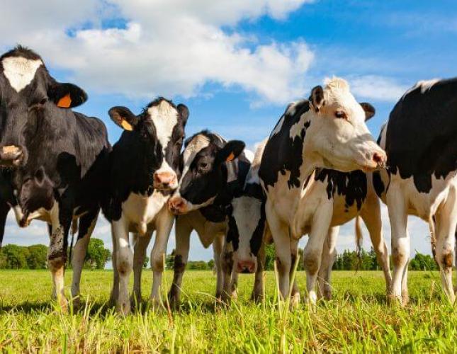 Cow Appreciation Day: The Importance of Dairy Cows in Our Lives and Ecosystem