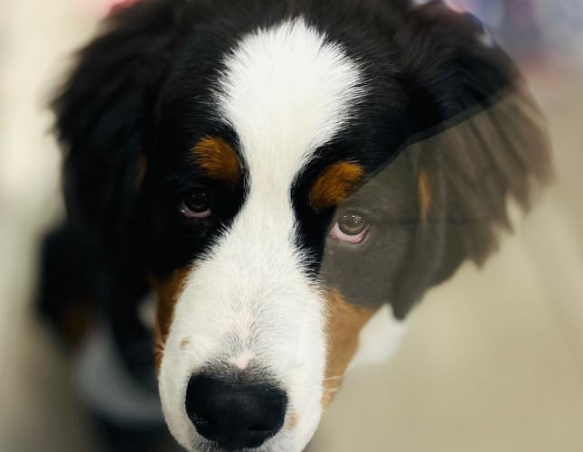 The AirTag Bandit: How One Dog’s Mischief Led to Surgery