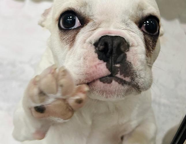 Why Vaccinating your pet at the Veterinarian matters?