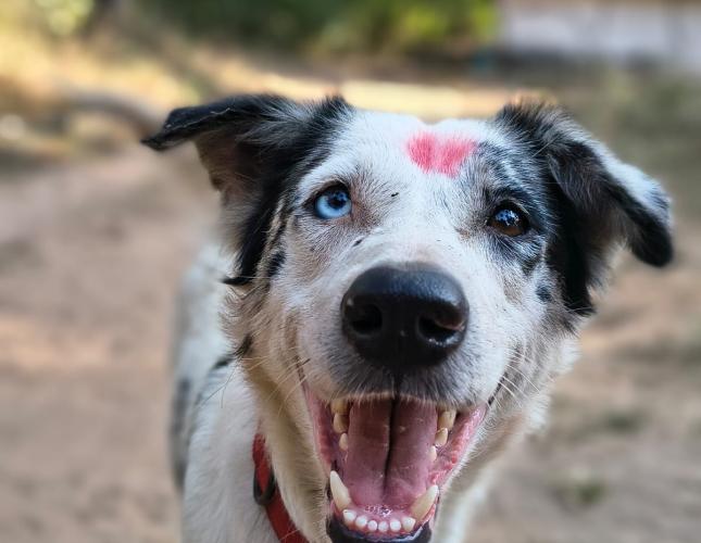 Local Veterinarian Joins Global Effort to End Rabies