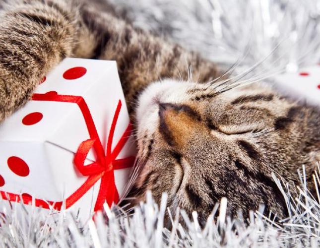 A Quick Guide to Pet-Proofing the Holiday Season