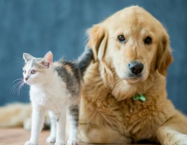 Rabies Vaccine Recall: Reassurance for Our Clients