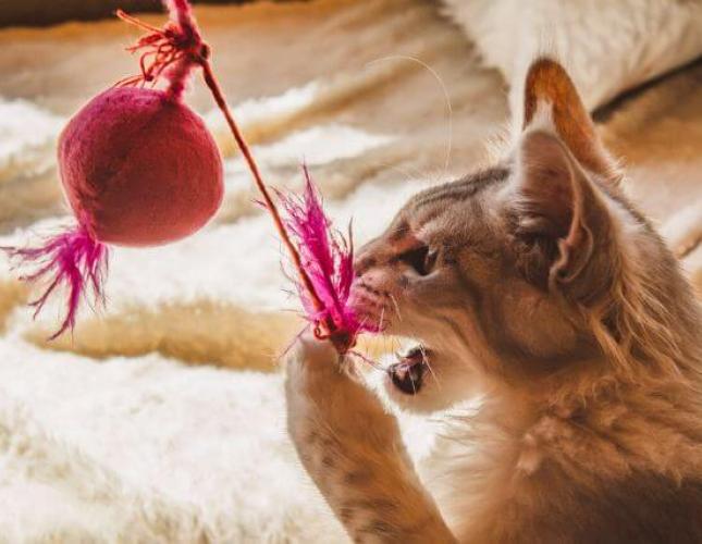 Feline Enrichment: Creating A Happier, Healthier Cat