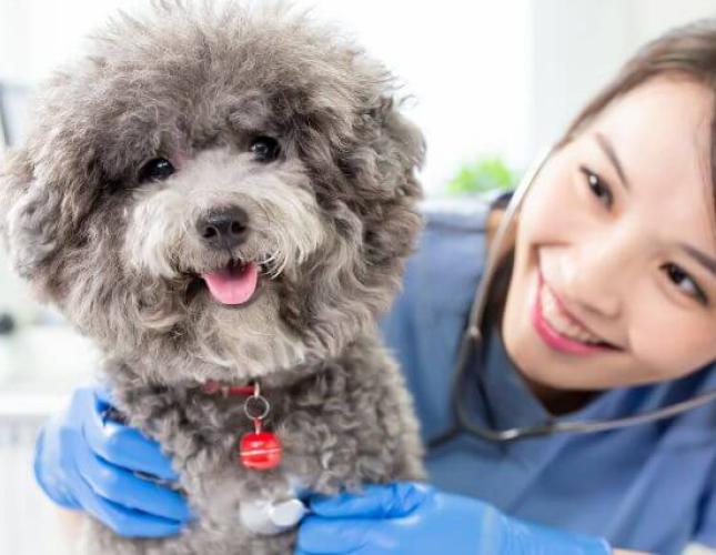 Pet Heart Health 101: Common Cardiac Conditions in Dogs & Cats