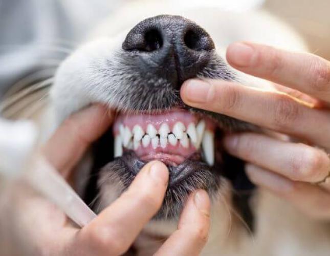 COHAT or Teeth Cleaning, whatever you prefer to call your Pets Oral Health Care!