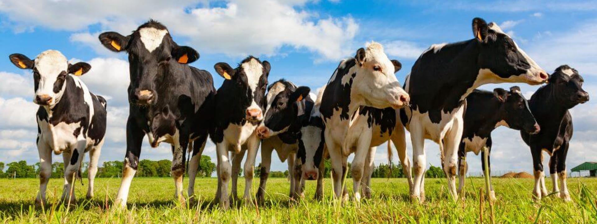 Holstein cows in pasture.