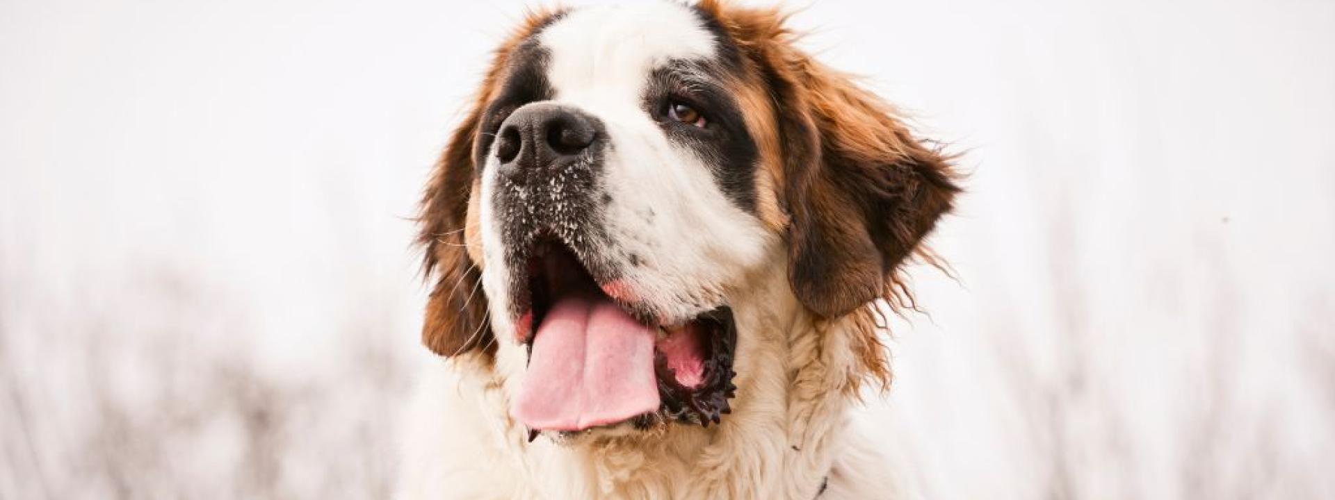 Saint Bernard Dog Breed