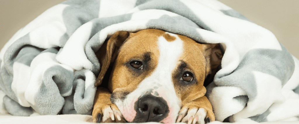 6 Symptoms of Dog Illness You Should Never Ignore