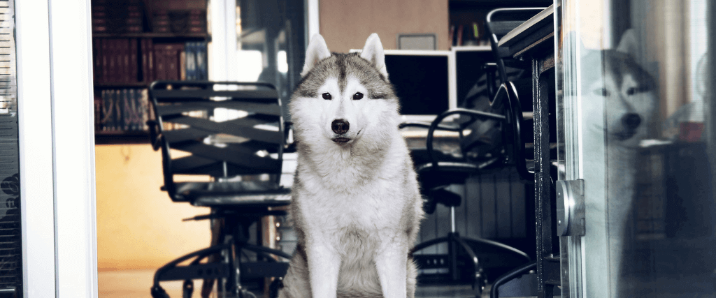 The Secret to Success For This Year's Take Your Dog to Work Day