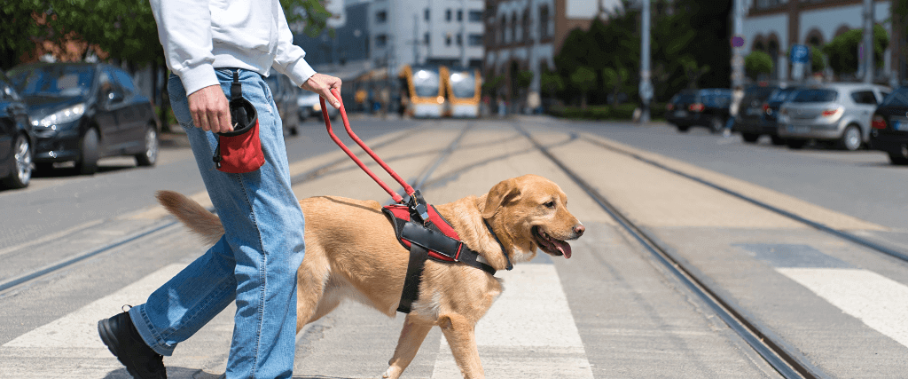 Assistance Dog Day: Celebrating These Amazing Dogs and the Vital Roles They Play