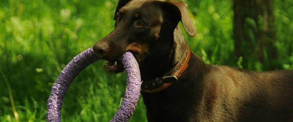 What Veterinarians Want You to Look For in a Chew Toy