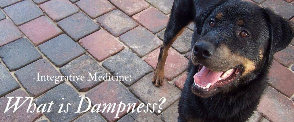 Integrative Medicine: What is Dampness?