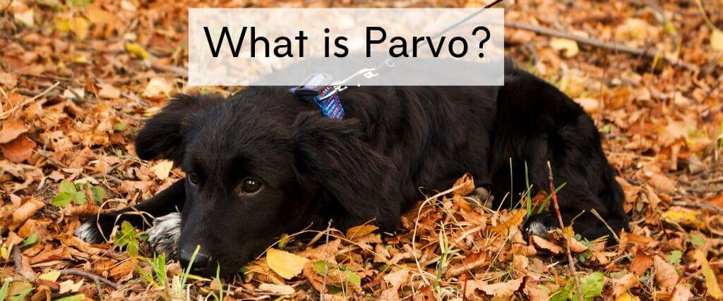 can you give a pregnant dog a parvo shot